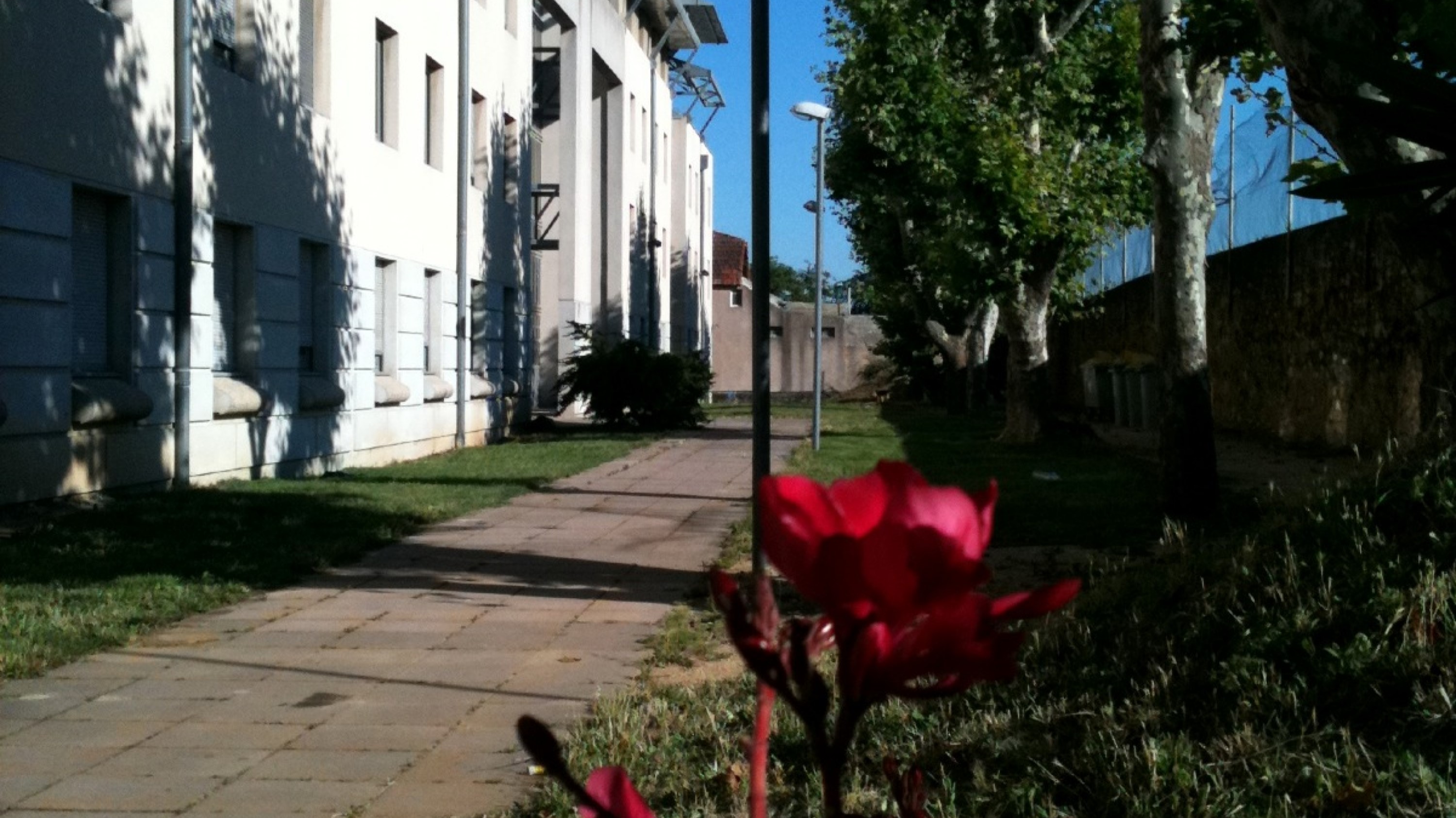 Avenue platanes en été